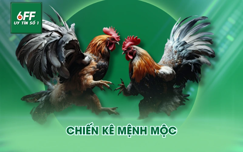 Màu Mạng Gà - Cách Phân Biệt Và Hướng Dẫn Lựa Chọn 3 Chiến kê mệnh Mộc